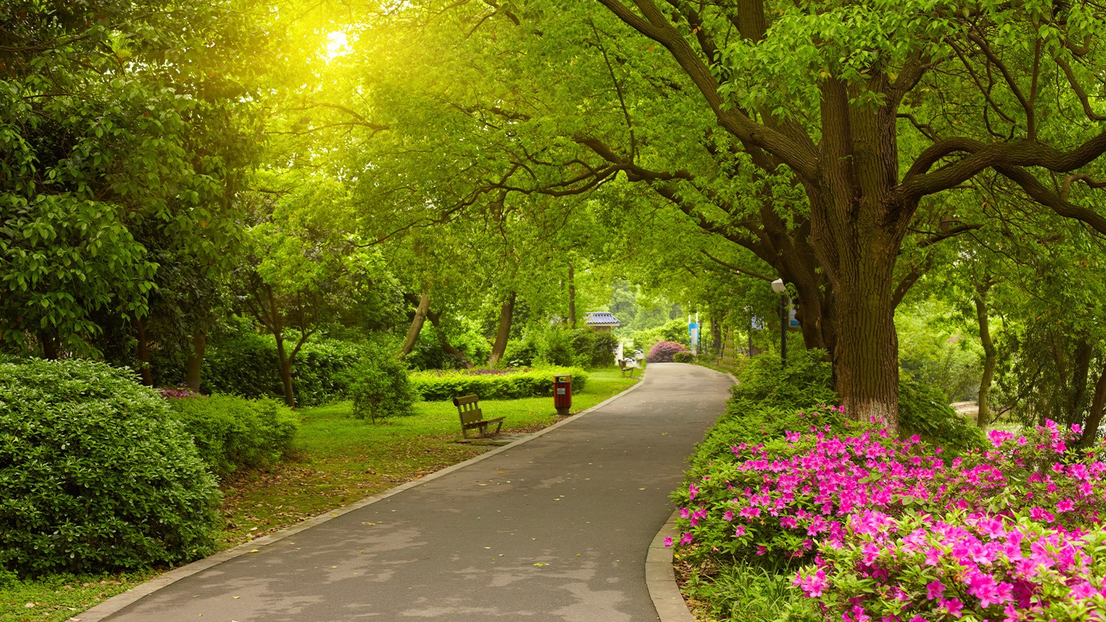Picture of scenic path graphic with colorful flowers and plants